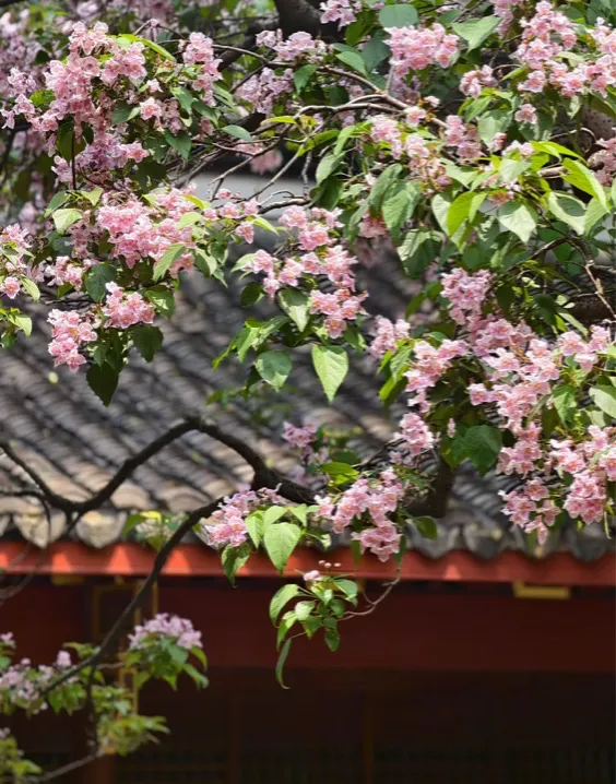 【26期中考】十三中、文华等校期中作文简析+提纲 第2张