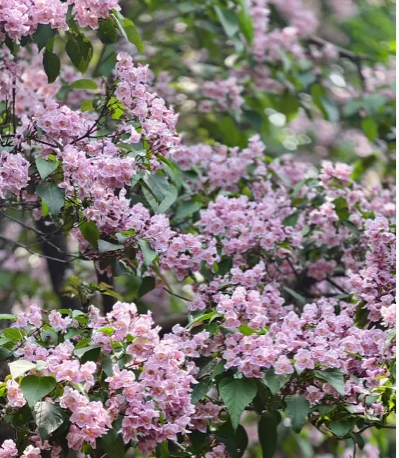 【26期中考】十三中、文华等校期中作文简析+提纲 第3张