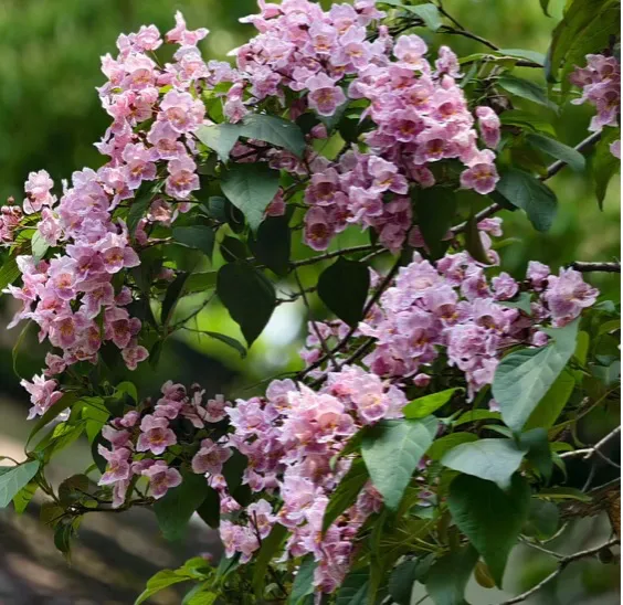 【26期中考】十三中、文华等校期中作文简析+提纲 第4张