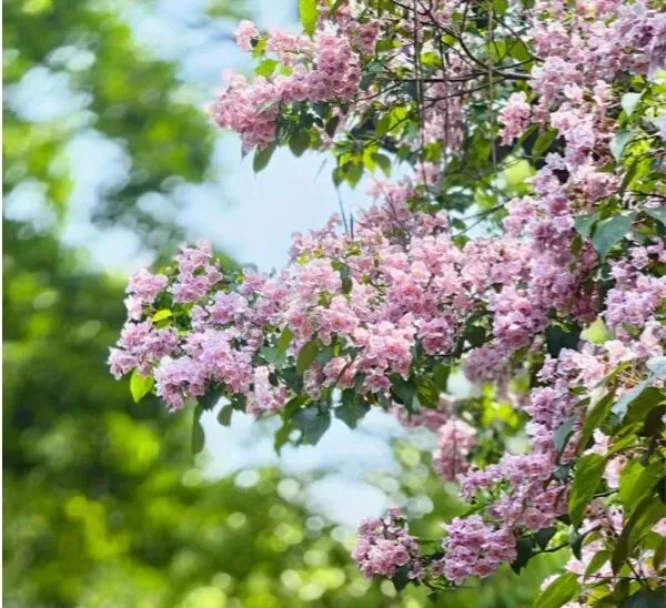 【26期中考】十三中、文华等校期中作文简析+提纲 第5张