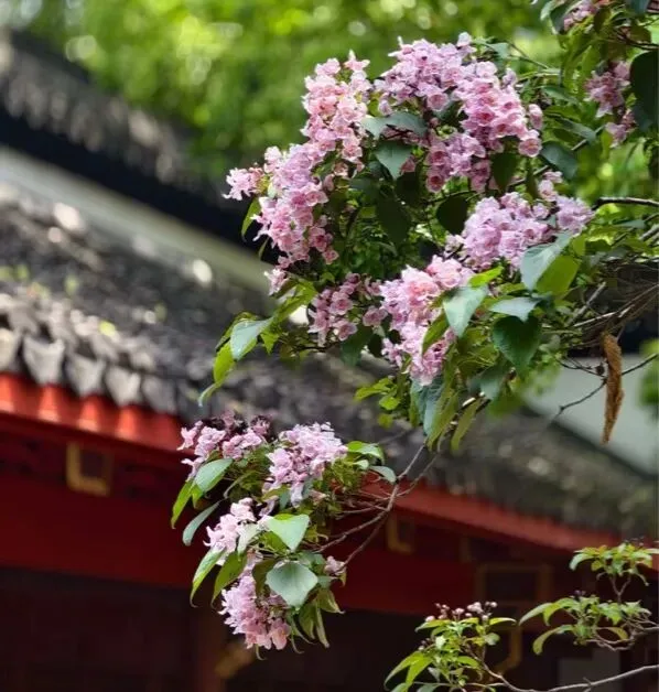 【26期中考】十三中、文华等校期中作文简析+提纲 第6张