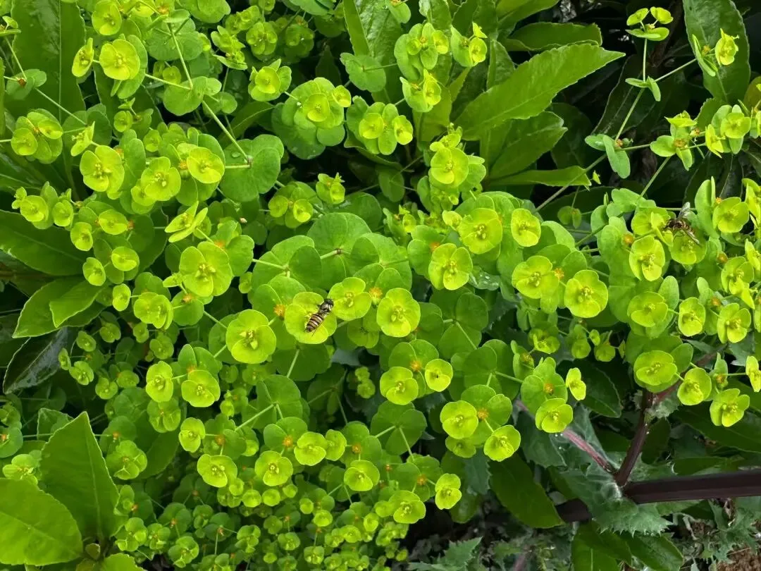 安师联盟2026中考预测模拟试卷•数学(五) 第6张