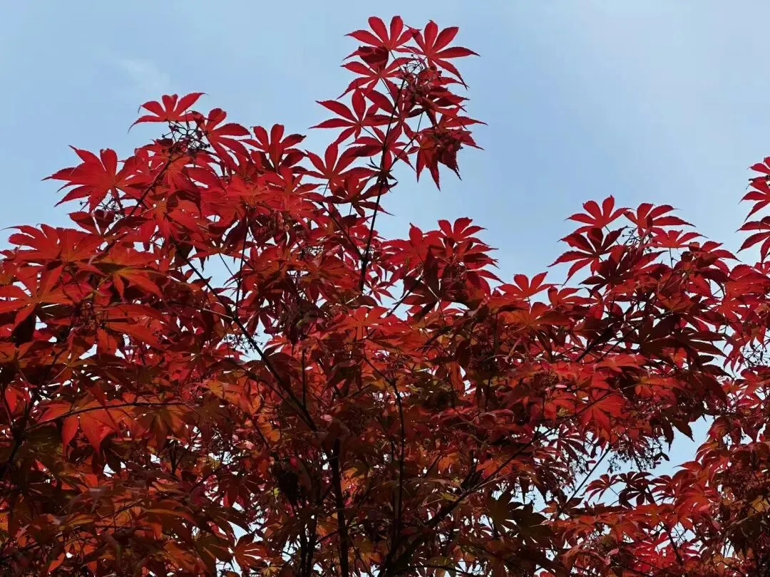 安师联盟2026中考预测模拟试卷•数学(五) 第11张