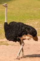 2026年中考生物精品押题卷5份 第4张