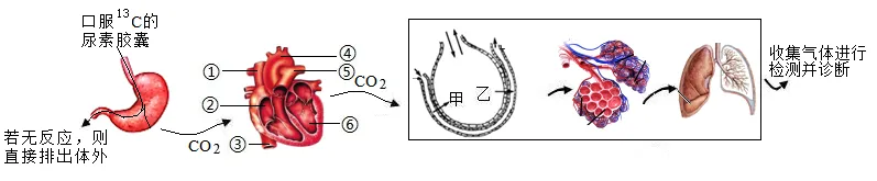 2026年中考生物精品押题卷5份 第14张