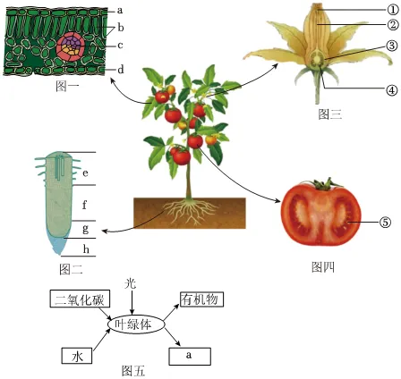 2026初中生物学模拟测试七 第5张