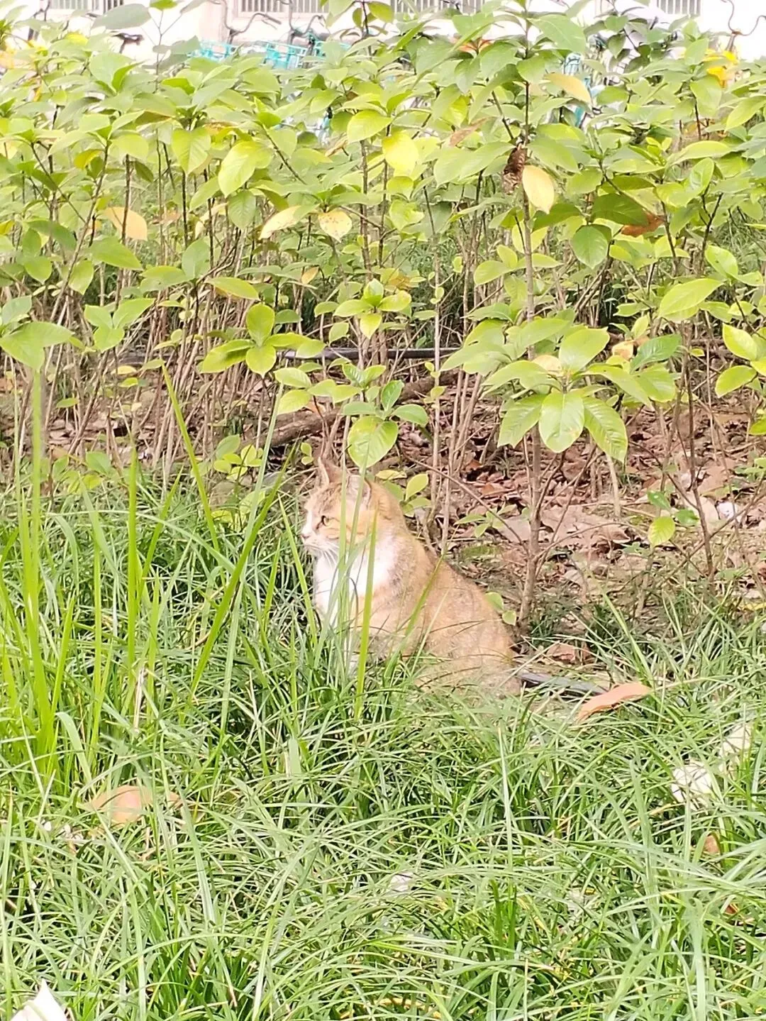 2026年成都市中考政策:我真看懂了,跟大家汇报一下 第10张