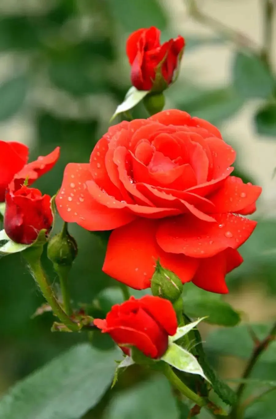 中考语文对应题型解题方略 第5张