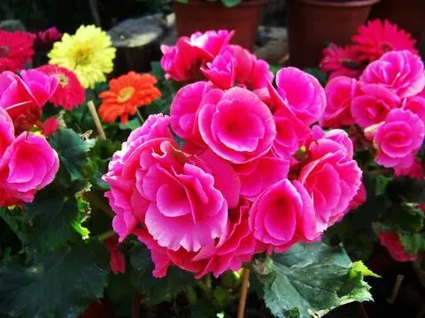 中考语文对应题型解题方略 第6张