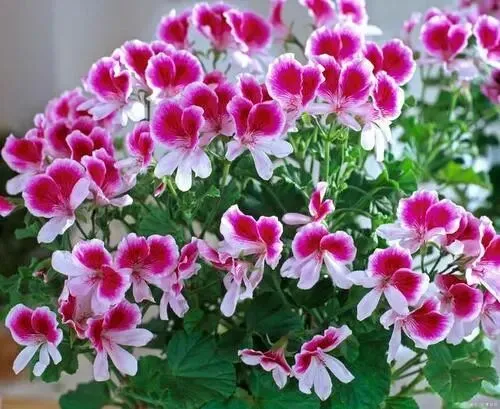 中考语文对应题型解题方略 第8张