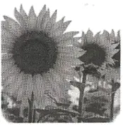 中考真题(9)2025年河南省中考英语真题及答案 第15张