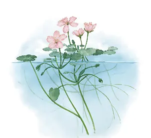 2026年河南中考第二次模拟考试生物试卷 第4张