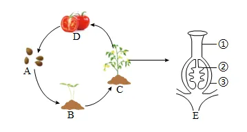 2026年河南中考第二次模拟考试生物试卷 第5张