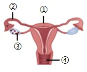 2026年河南中考第二次模拟考试生物试卷 第6张