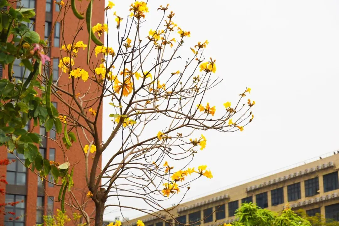 爱上汉开,成就不凡——写给深圳中考中等生的一封信 第4张