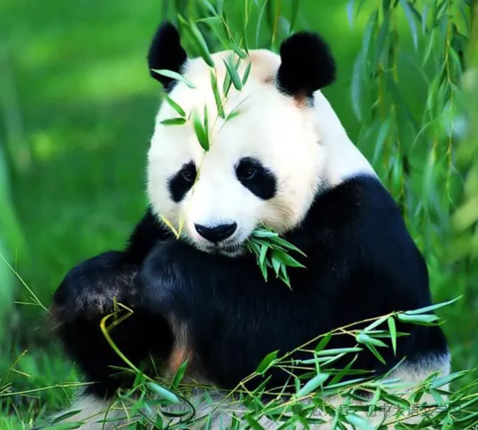 2025年四川省眉山市中考语文试题 第10张