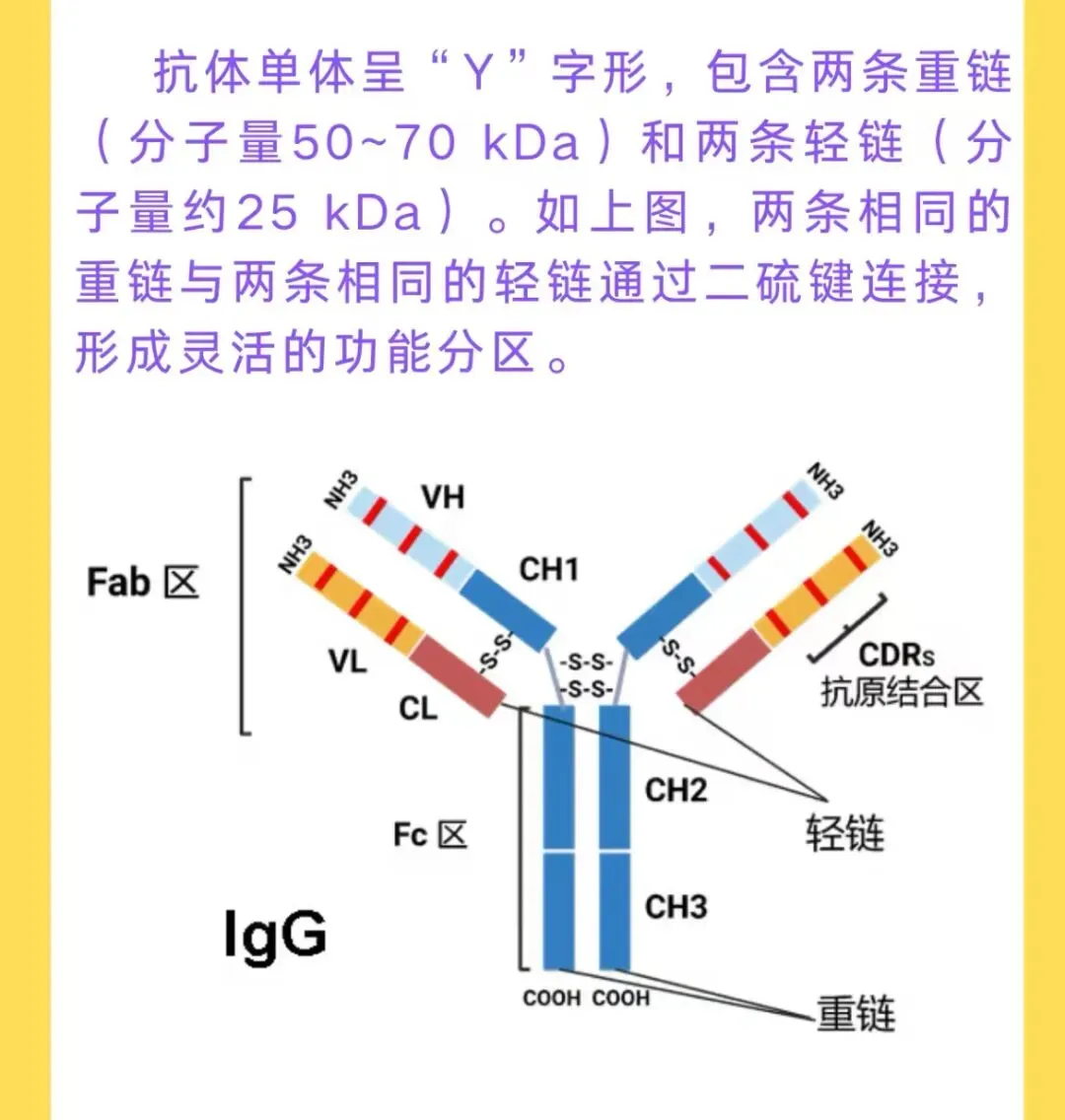 2026医学基础知识真题练习(4月23日) 第1张