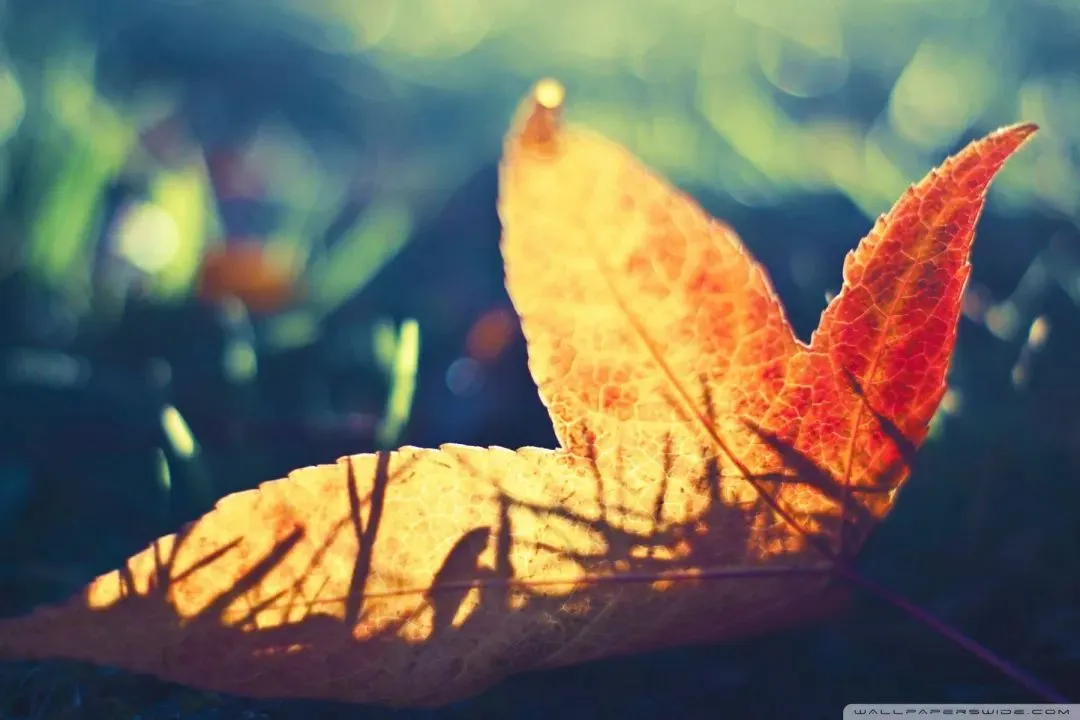 火爆力推:《为什么我的高考试卷总是白纸啊?》欣欣【txt全章节-小説】閲读 第7张