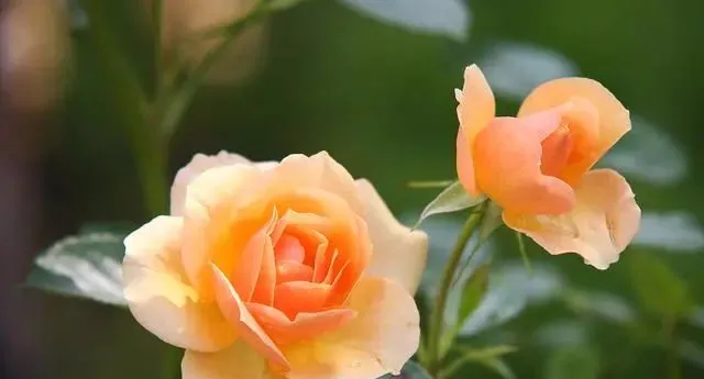 火爆力推:《为什么我的高考试卷总是白纸啊?》欣欣【txt全章节-小説】閲读 第10张