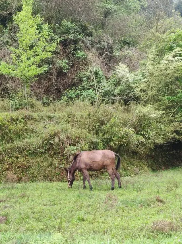 中考英语作文怎么写出一等文?从头到尾来一遍. 第1张