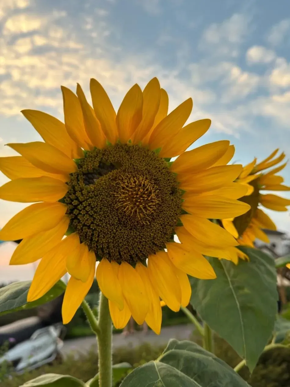 一举夺魁|高考中考季向日葵鲜切花:用一束向阳花为考生加油 第15张