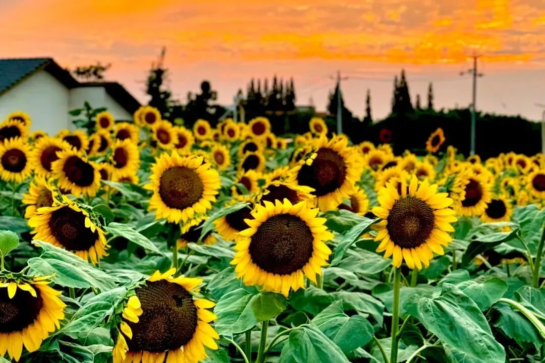 一举夺魁|高考中考季向日葵鲜切花:用一束向阳花为考生加油 第23张