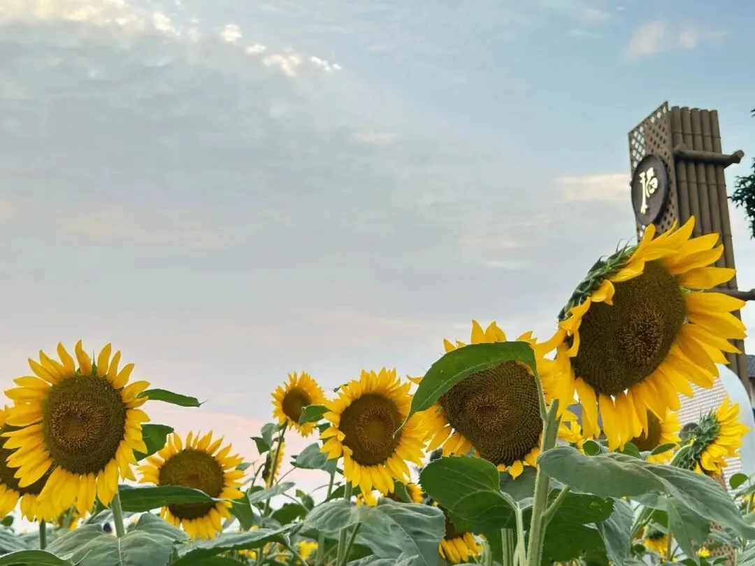 一举夺魁|高考中考季向日葵鲜切花:用一束向阳花为考生加油 第30张
