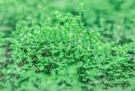 家有中小学生必看---中考科学内部提分宝典(家长专属福利版) 第2张