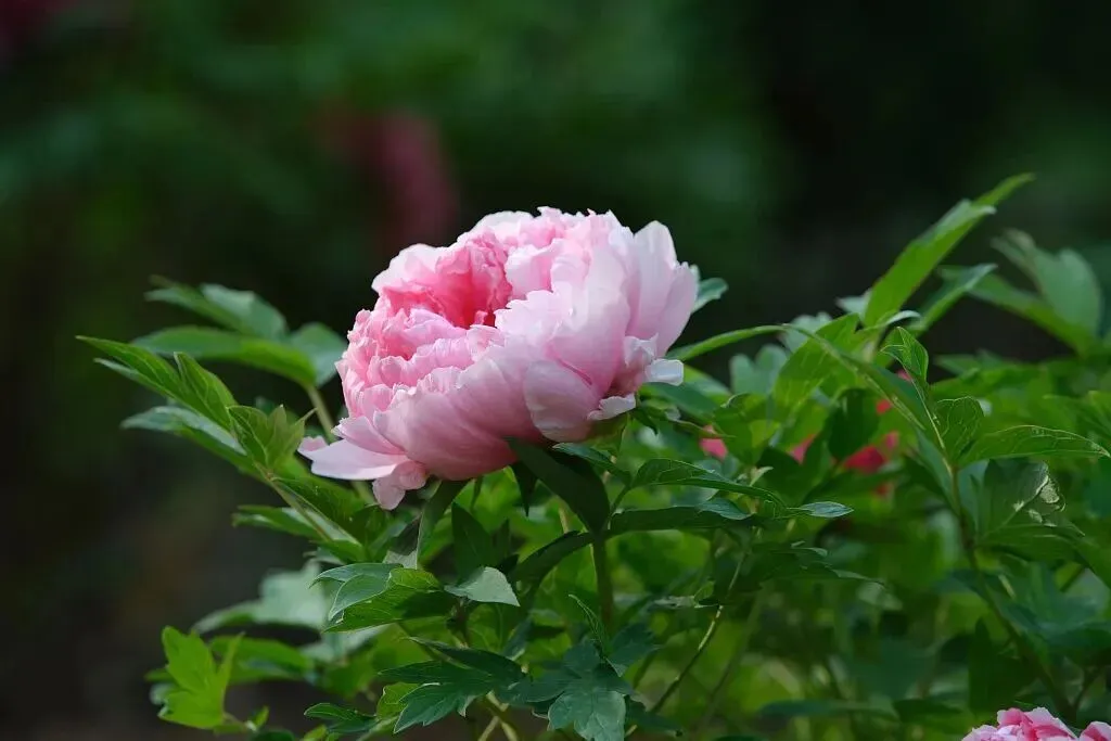 中考英语真题详解系列 详细解析可打印 第15张