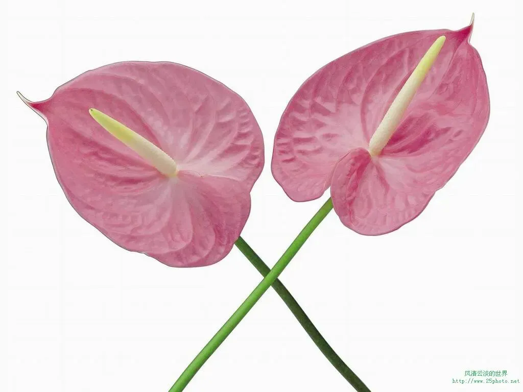 《做好自己》(2016年四川宜宾中考满分作文) 第1张