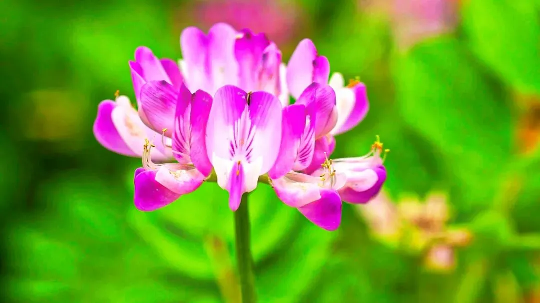 中考作文高分突破|《运动场上的风采》(2023年陕西卷) 第4张