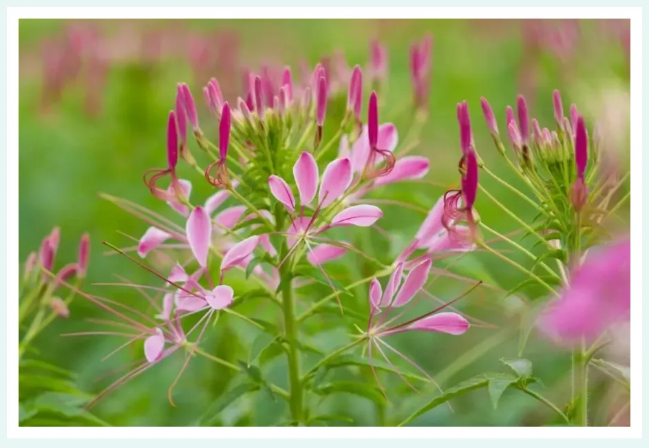 中考英语阅读理解:长难句突破・综合强化训练(三) 第3张