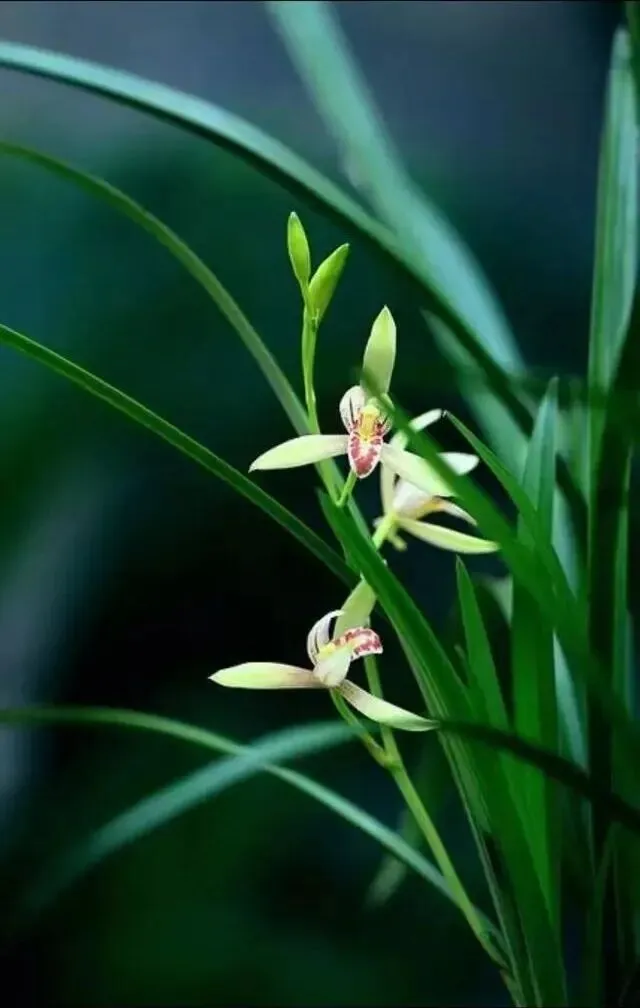 按水平放水,还是按标准赋分 | 一次中考模拟考试书面表达引发的思考 第5张