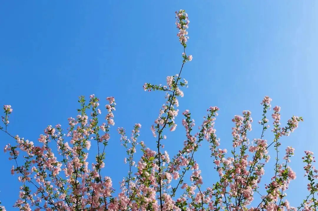 【中考招生资讯】长郡湘府中学2026年初升高招生咨询正式启动! 第3张