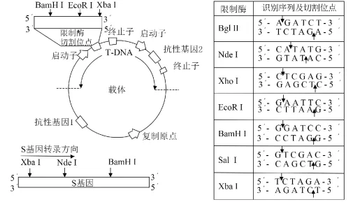 高考真题‖2025高考生物学真题分类汇编专题十七之03 基因工程的基本操作程序及应用和蛋白质工程(1) 第3张