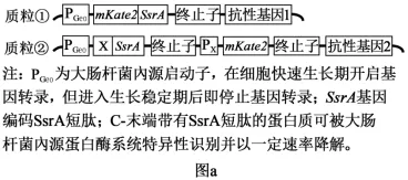 高考真题‖2025高考生物学真题分类汇编专题十七之03 基因工程的基本操作程序及应用和蛋白质工程(1) 第4张