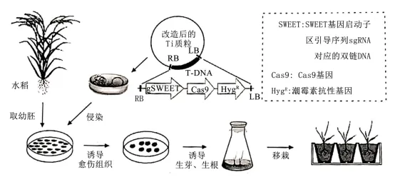 高考真题‖2025高考生物学真题分类汇编专题十七之03 基因工程的基本操作程序及应用和蛋白质工程(1) 第9张