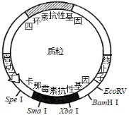 高考真题‖2025高考生物学真题分类汇编专题十七之03 基因工程的基本操作程序及应用和蛋白质工程(1) 第10张