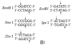 高考真题‖2025高考生物学真题分类汇编专题十七之03 基因工程的基本操作程序及应用和蛋白质工程(1) 第11张