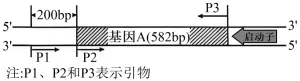 高考真题‖2025高考生物学真题分类汇编专题十七之03 基因工程的基本操作程序及应用和蛋白质工程(1) 第13张