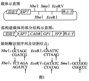 高考真题‖2025高考生物学真题分类汇编专题十七之03 基因工程的基本操作程序及应用和蛋白质工程(1) 第14张