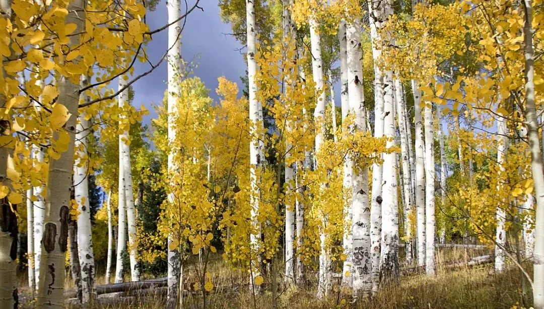 【中考阅读指导】追猎(贾月珍)黑龙江大庆2025 第3张