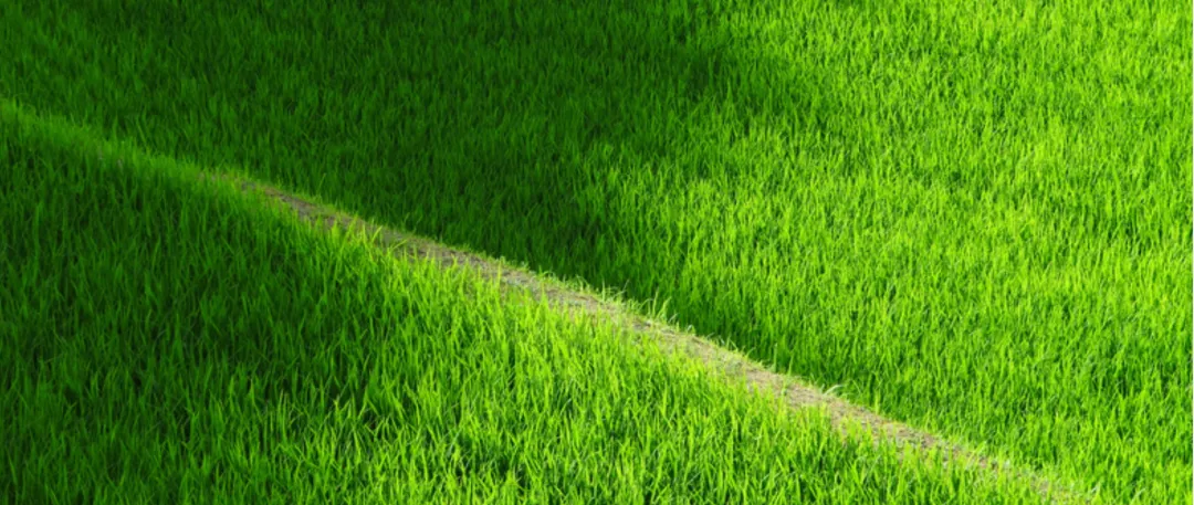 高考语文真题,参考答案有多个版本,差异有多大 第1张