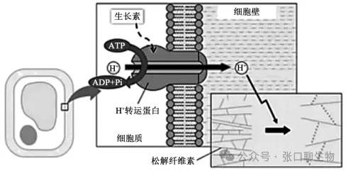 2026年东三省(哈师大附中)第二次模拟考试生物学科试题答案及解析 ⊙ 第3张