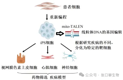 2026年东三省(哈师大附中)第二次模拟考试生物学科试题答案及解析 ⊙ 第5张