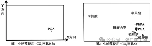 2026年东三省(哈师大附中)第二次模拟考试生物学科试题答案及解析 ⊙ 第8张