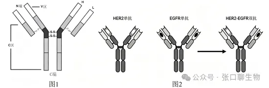 2026年东三省(哈师大附中)第二次模拟考试生物学科试题答案及解析 ⊙ 第10张