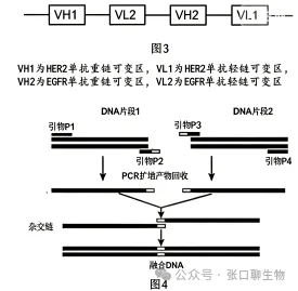 2026年东三省(哈师大附中)第二次模拟考试生物学科试题答案及解析 ⊙ 第11张