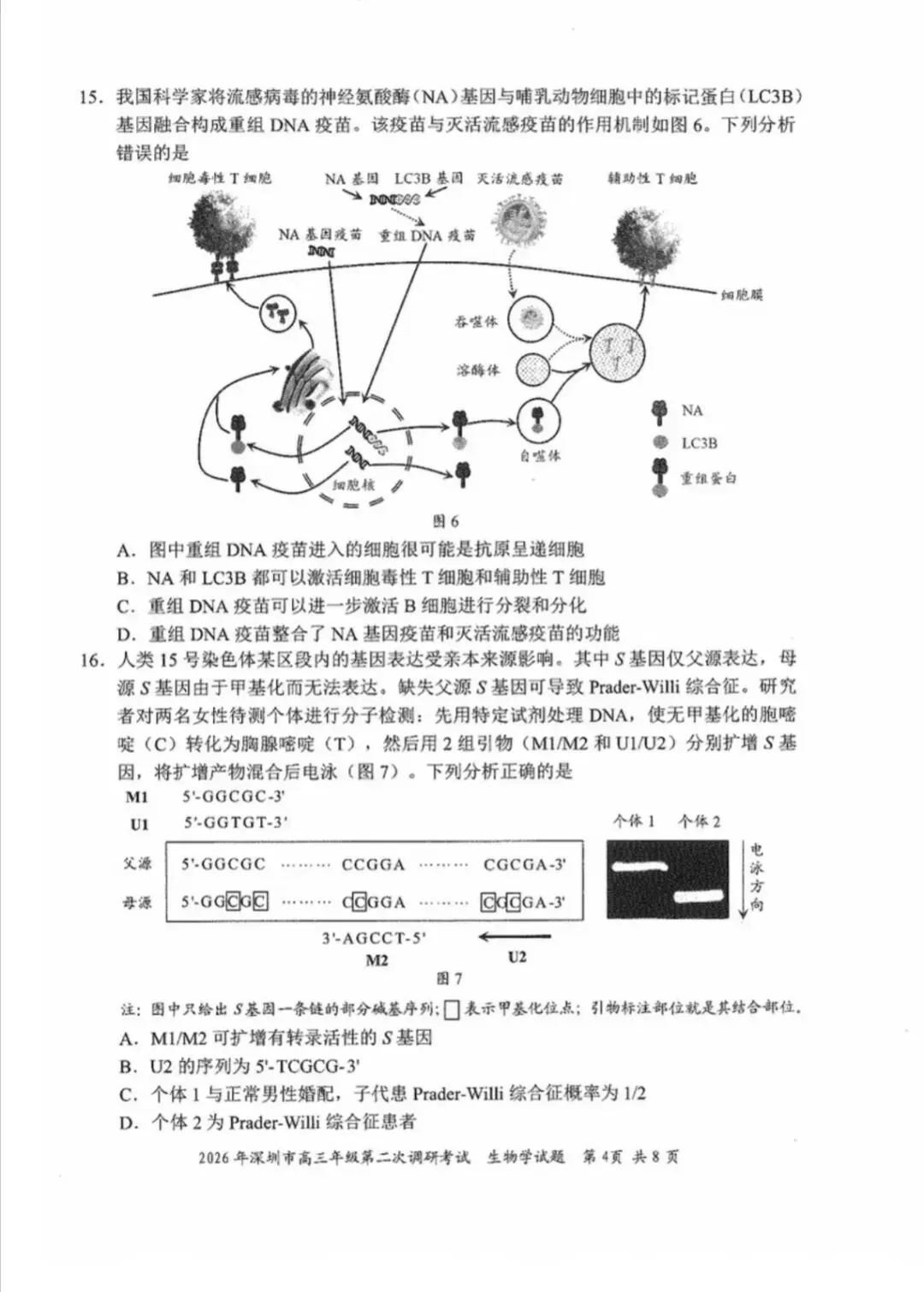 2026年4月深圳高三二模生物学试卷和参考答案 第4张