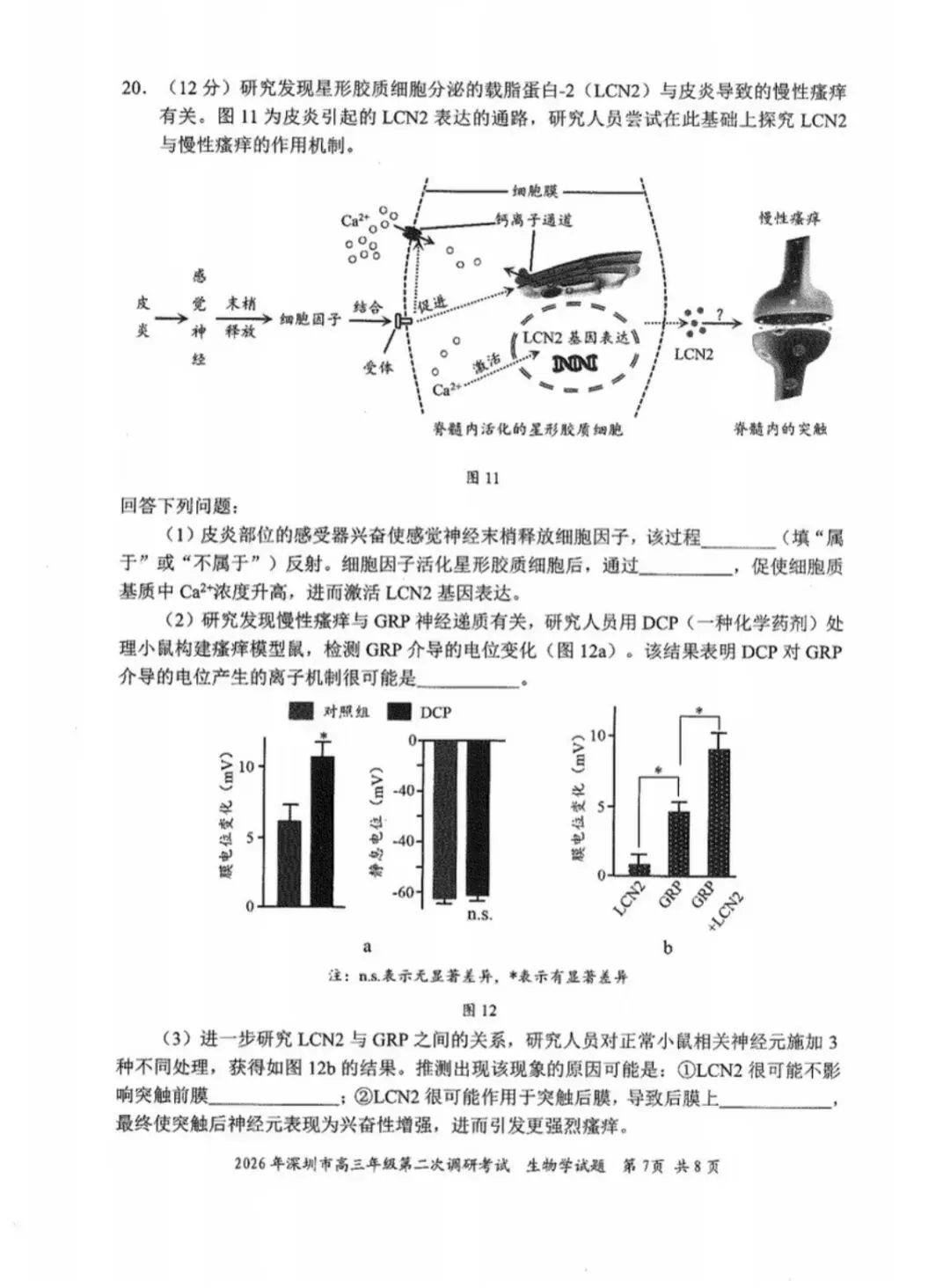 2026年4月深圳高三二模生物学试卷和参考答案 第7张